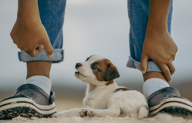 Royal canin kitten: de perfecte start voor je kleine avonturier