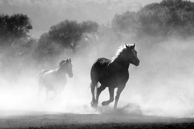 Van pony tot dressuur: een diepgaande blik op de wereld van paardenfokkerij, verzorging en sport