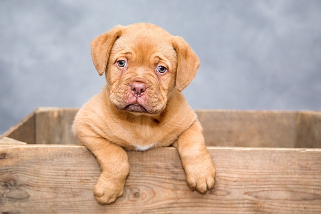 Tips voor het introduceren van nieuw voedsel aan je hond