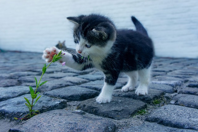 Een leuke reis door de wereld van animalfun.be